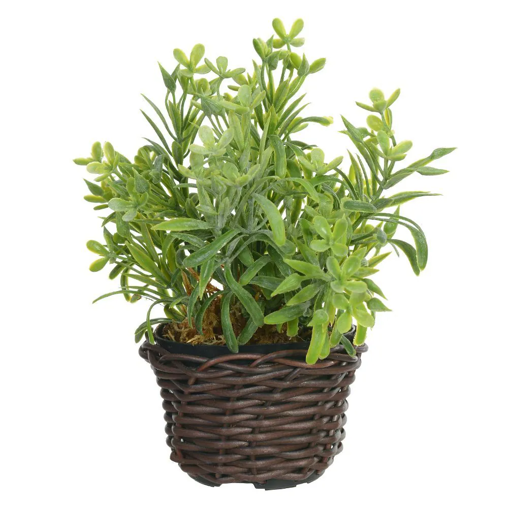 Arranjo Podocarpus Florarte 19Cm