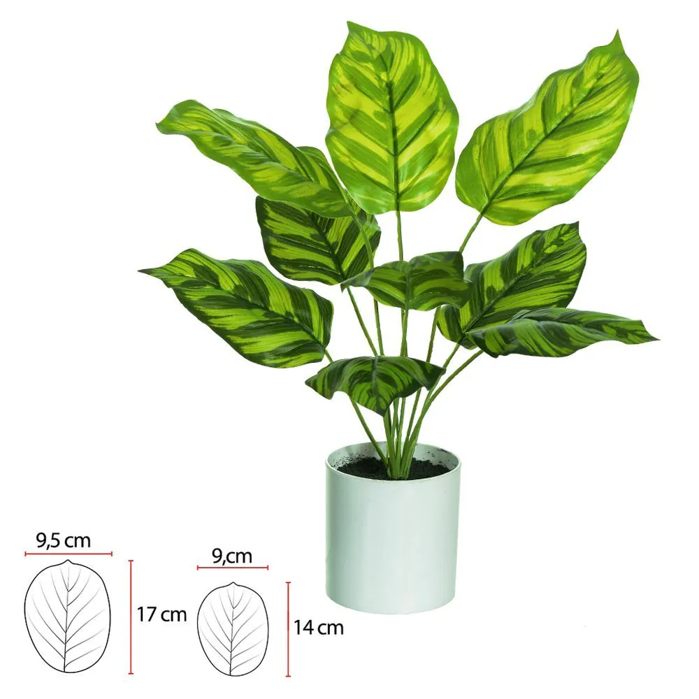Calathea Real Toque C/Pote X9 Verde 42Cm