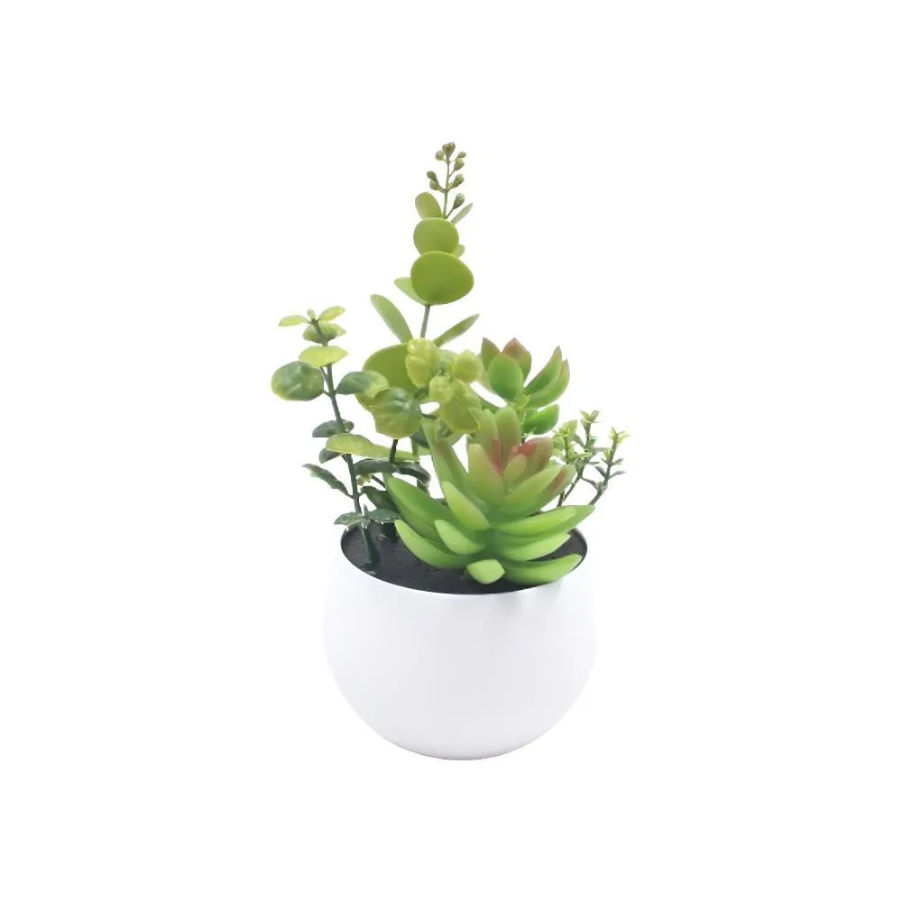 Suculenta com Vaso 16Cm - Sortido