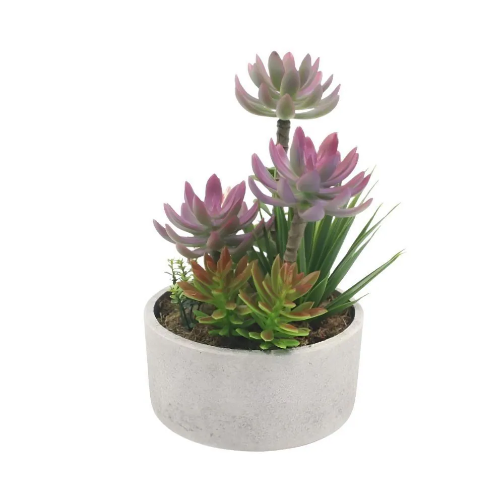 Suculenta com Vaso 25Cm - Sortido